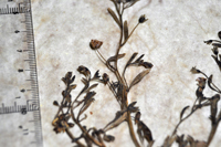 Detalle 1